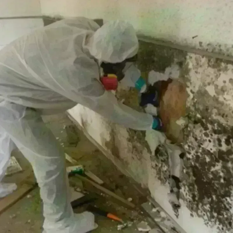 Mold Remediation and Removal in Schoolcraft, MI